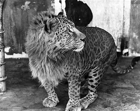 10 Fascinating Facts About Leopons - Ned Hardy