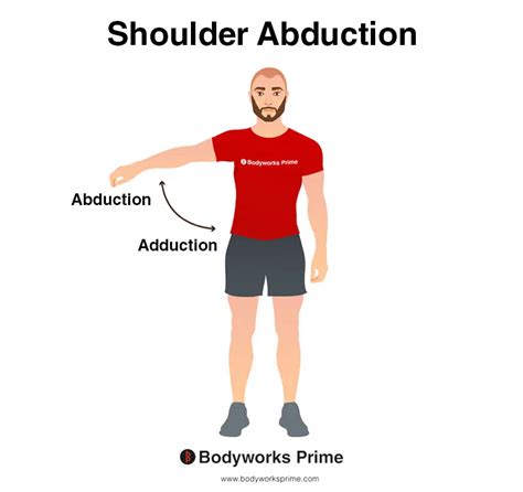 Shoulder Abduction Muscles