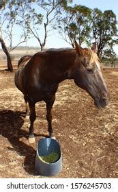 Farm Animals Drought Time Australia Stock Photo 1576245703 | Shutterstock