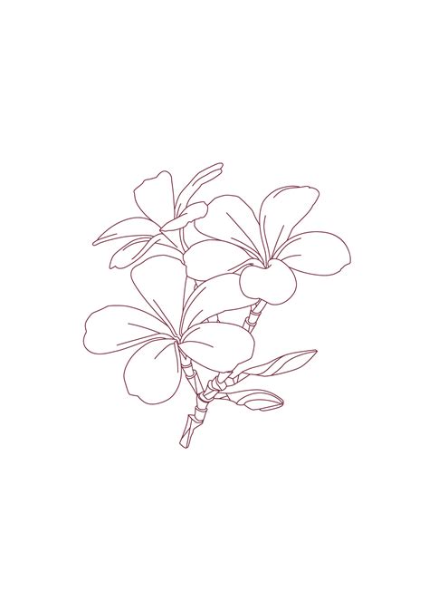 Cinq Mondes | Tiaré | Flower Power | www.cinqmondes.com Drawing | Frangipani tattoo, Plumeria ...