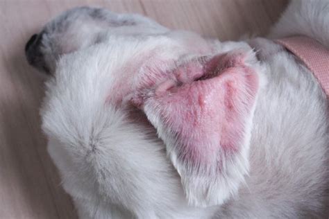 How Much Does a Dog’s Ear Hematoma Surgery Cost? (2025 Update) – Dogster