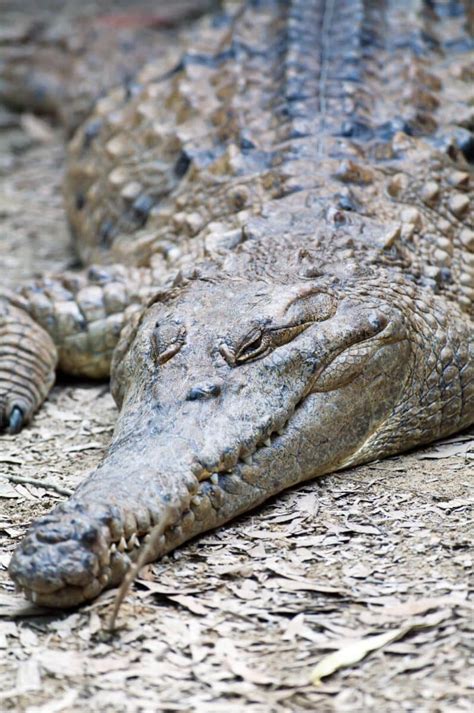 Discover the Fascinating World of Freshwater Crocodiles - Billabong ...