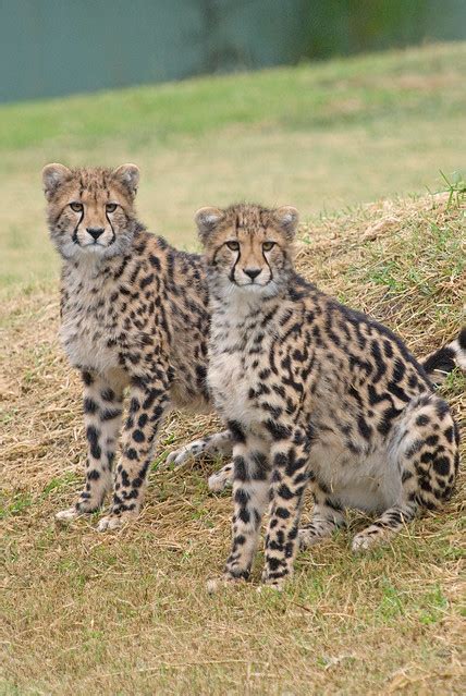 King Cheetah Cubs | Flickr - Photo Sharing!