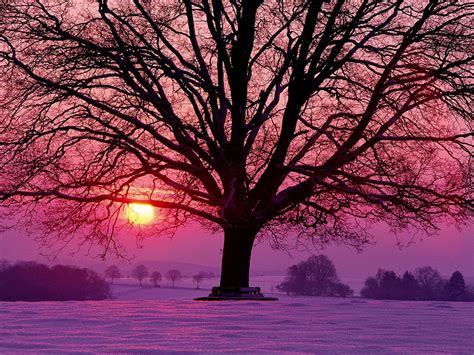 Winter Sunrise Wallpaper - WallpaperSafari