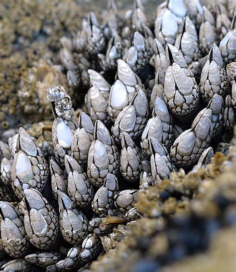 gooseneck barnacles. | Barnacles, Natural forms, Nature inspiration