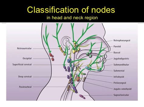 Lymph Node Back Of Neck Anatomy / Lymph nodes in face and neck. Buoy ...