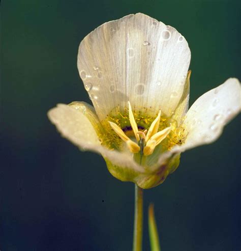 Free picture: sego, lily, flower, calochortus, nuttallii, pollen, spattered, blossom