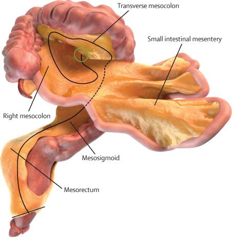 The mesentery: structure, function, and role in disease - The Lancet Gastroenterology & Hepatology