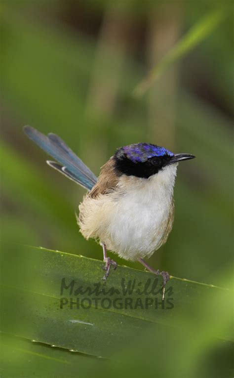 Buy Purple-crowned Fairy-Wren -male Image Online - Print & Canvas ...