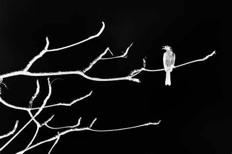 Night Bird | Smithsonian Photo Contest | Smithsonian Magazine