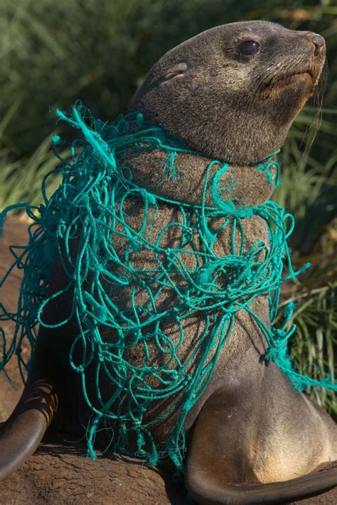 How Marine Debris is Impacting Marine Animals and What We Can Do About ...