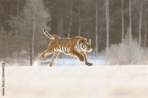 Amazing Siberian Tiger female on sunny winter day. Gorgeous, dangerous and endangered animal ...