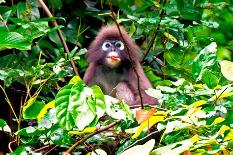 Khao Sok Jungle & Thailand Rainforest. Khao Sok National Park Wildlife