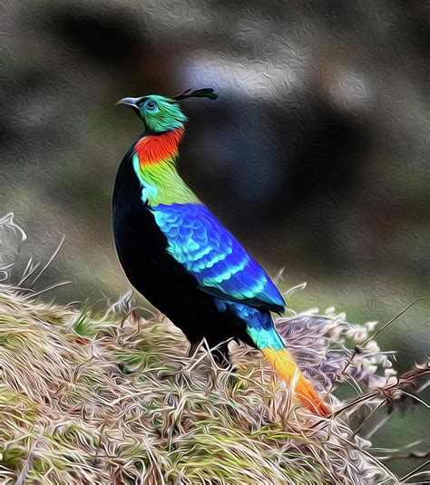 Himalayan Monal, Lophophorus impejanus, Bird Digital Art by Yogesh ...