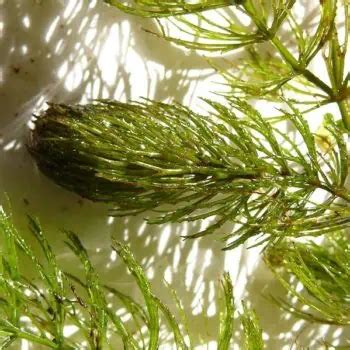 Hornwort Facts, Care & Planting Guide (Ceratophyllum demersum) - Pond ...