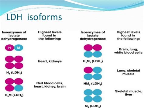 ISOENZYMES OF LDH & CK