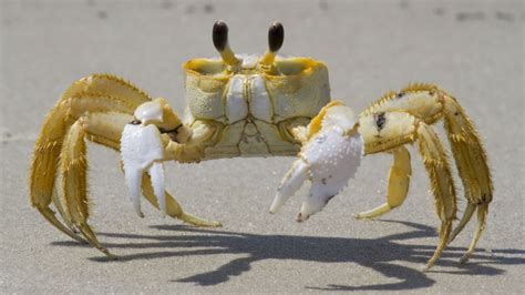 Des crabes fantômes grincheux grognent devant des ennemis en se servant ...