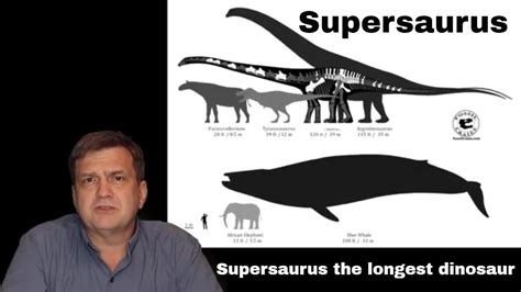 Supersaurus the longest sauropod dinosaur known (not Barosaurus!) - YouTube