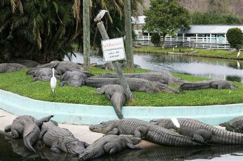 Gatorland 1-Day Ticket - Orlando Ticket | Undercover Tourist