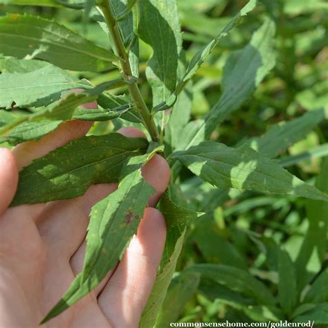 Goldenrod - Growing, Foraging, Uses, & Control