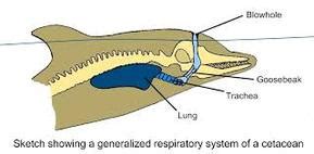 Respiratory System - Anatomy & Physiology