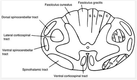 Lumbar Spinal Cord Cross Section