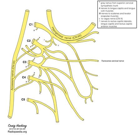 Transverse Cervical Vein