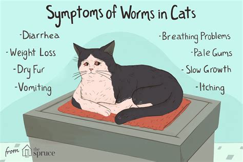 Do antibiotics kill worms in cats