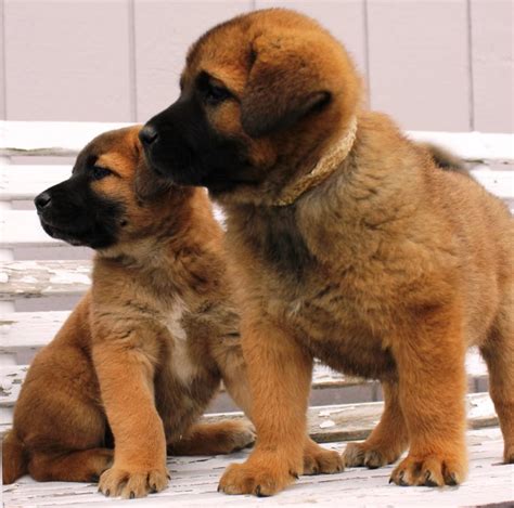 Akita Shepherd (Akita x German Shepherd Mix), Temperament, Puppies ...