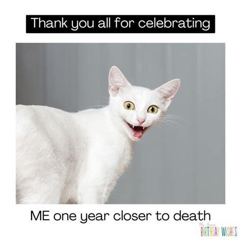 65 Happy Birthday Wishes Involving Cat Meme (with Pictures)