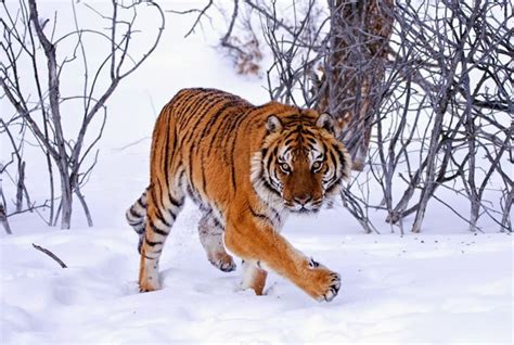 26 Spectacular Pictures Of Siberian Tigers In Their Natural Habitat