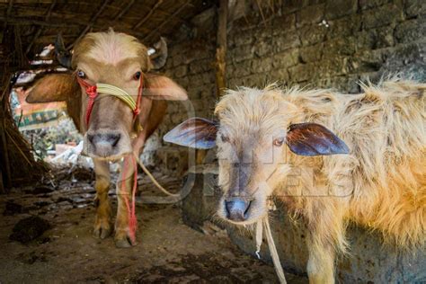 Farmed Indian buffalo mother and baby buffalo calf on a buffalo dairy ...