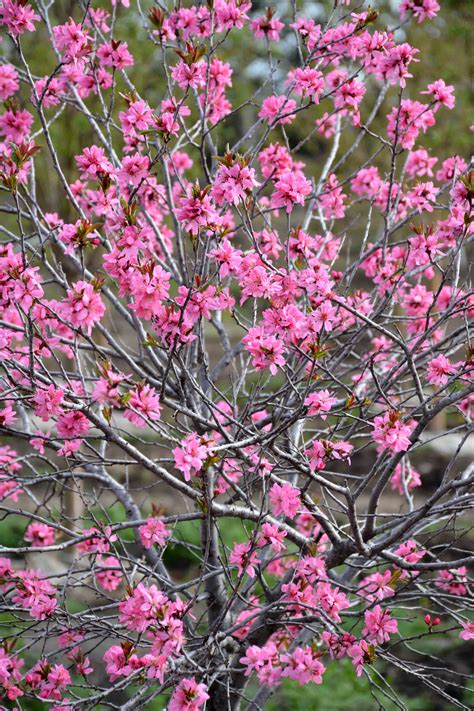 Flowering Plum Trees For Sale : Purple Leaf Plum Trees Growing Care 6 Common Varieties Garden ...