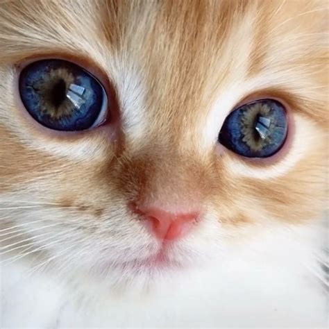 Pin on Kittens | Beautiful cats, Baby cats, Pretty cats