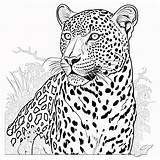 leopard coloring Page Lulu Pages sketch template