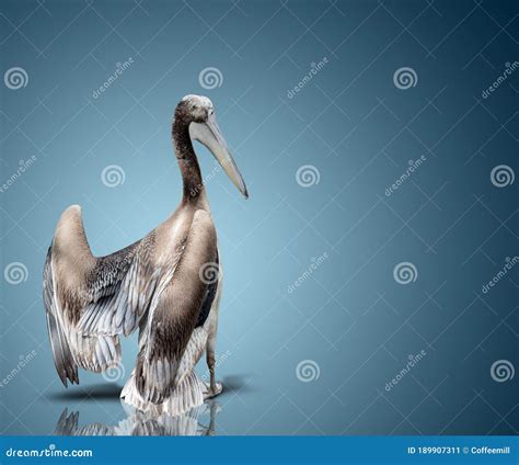 Baby bird of a pelican stock image. Image of nature - 189907311