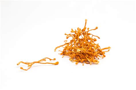 Cordyceps Flower Health Benefits | Best Flower Site