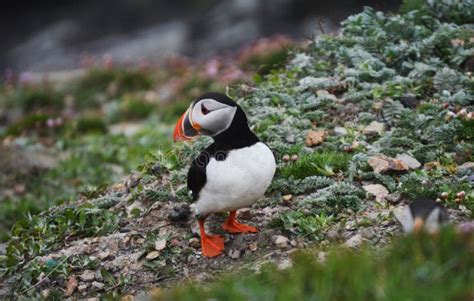 Puffin Bird on Shetland Islands Stock Image - Image of stones, colorful: 84086671