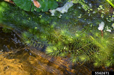 soft hornwort (Ceratophyllum submersum)