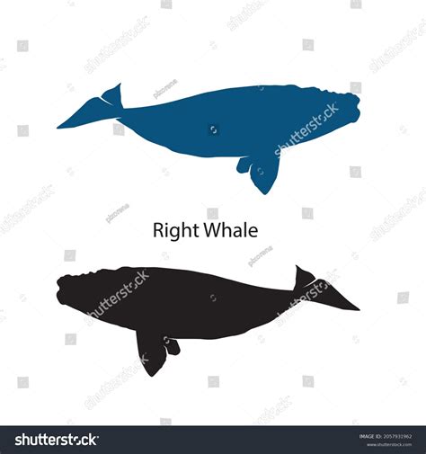 Right Whale Silhouette Vector Illustrations Isolated Stock Vector ...