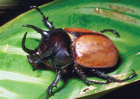 Rhinoceros beetle | insect, Dynastes species | Britannica