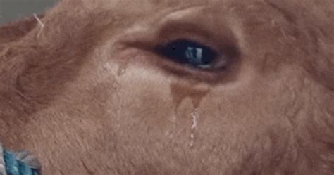 Cow Sheds Tears After Finding Out Its Fate