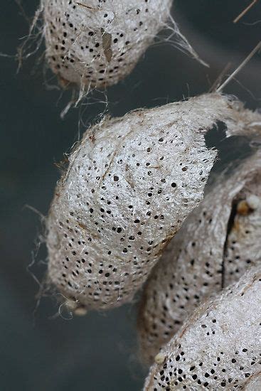 Cocoons of Giant Atlas Moth (Attacus atlas) | Moth cocoon, Cocoon, Moth