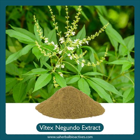 Vitex negundo Extract - SA Herbal Bioactives