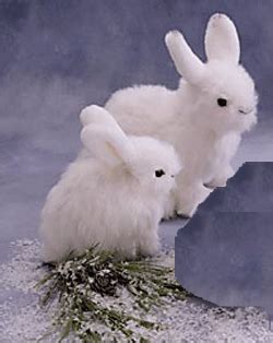 Snowshoe Hare