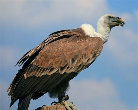 Vulture | Vulture, Vulture images, Largest bird of prey