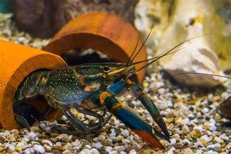 Pet Crayfish | 7 Freshwater Aquarium Crayfish! - Aquariadise