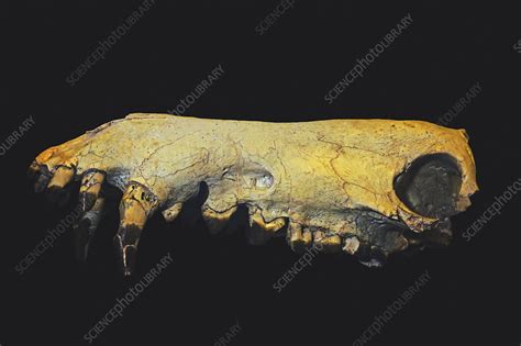 Hell pig skull (Archaeotherium mortoni) - Stock Image - C052/6815 ...