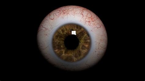 3D model Realistic Human Eye VR / AR / low-poly | CGTrader