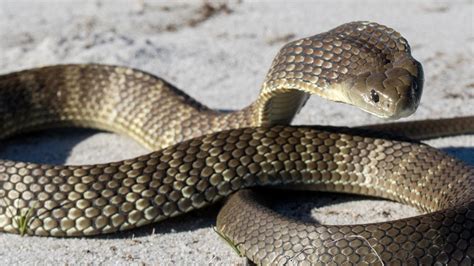 Elderly Tasmanian farmer killed by giant 1.4m tiger snake